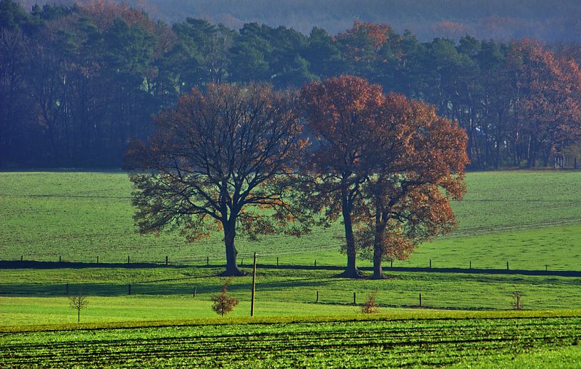 Boomstilleven 4 van Edgar Schermaul