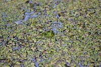 Froggie