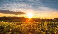 Zonsopkomst bij Mamelis in Zuid-Limburg par John Kreukniet Aperçu