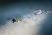 Water drop