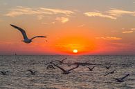 Meeuwen bij zonsondergang op het strand te Oostende van didier de borle thumbnail