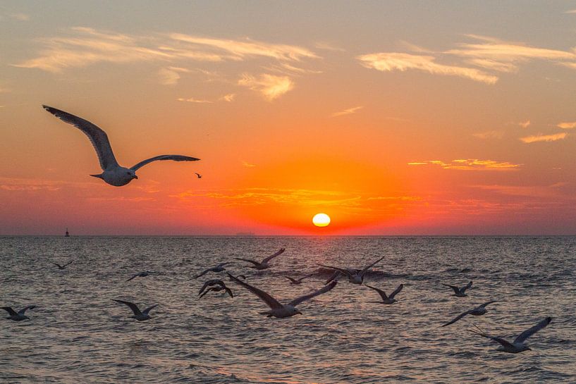 Meeuwen bij zonsondergang op het strand te Oostende van didier de borle