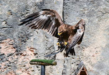 Echte roofvogel / hunting bird / oiseau de chasse