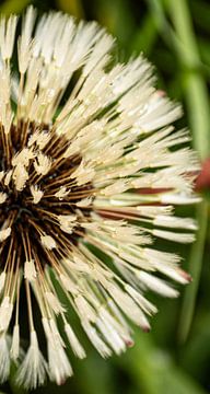 De paardebloem in al zijn schoonheid. van Robby's fotografie