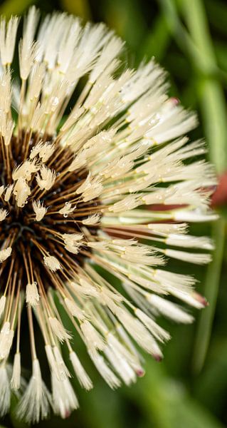 The dandelion in all its beauty. by Robby's fotografie