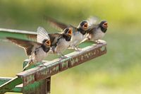 Barn Swallow