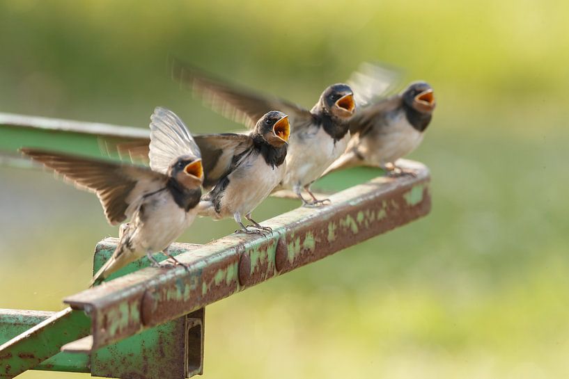 Barn Swallow by Menno Schaefer