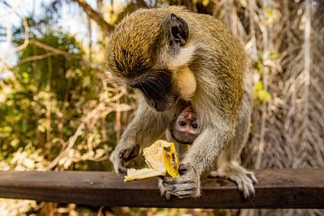 Moeder-aap met baby-aap en banaan