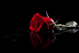 Rode roos met waterdruppels in close-up van Art & Soul Creations