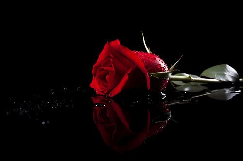 Rode roos met waterdruppels in close-up