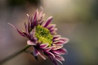 Blume 2