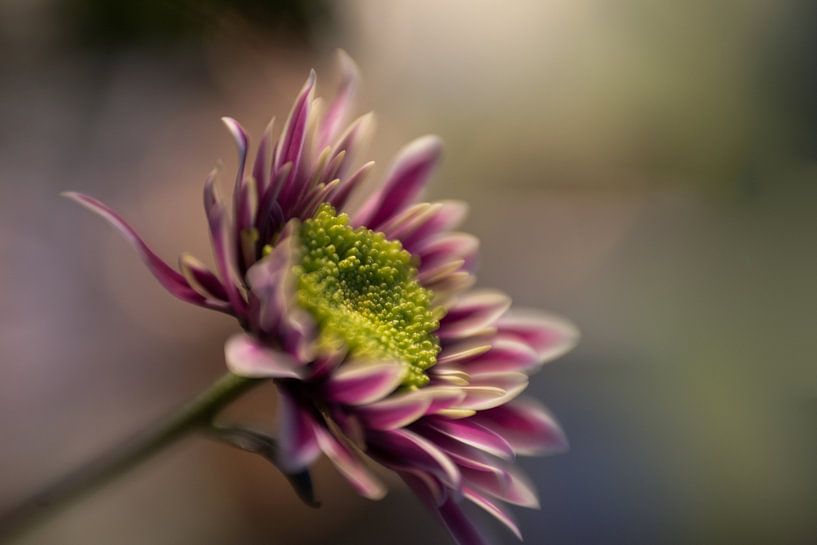 Bloem 2 van Paquita Six