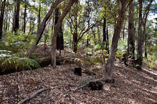 GOOD MORNING AUSTRALIA