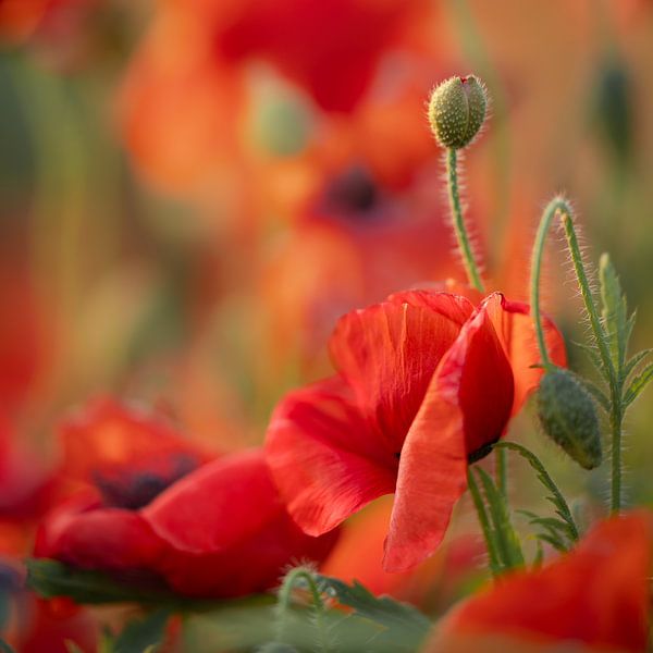 Mohnblumen von Patricia van Kuik