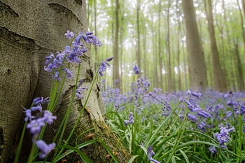 forest in bloom