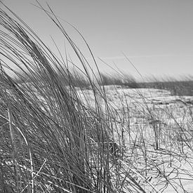 On the Baltic Sea beach with dunes by Martin Köbsch