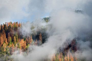 Autumn pine forest covered with clouds in Yosemite National Park by Marcel van Kammen