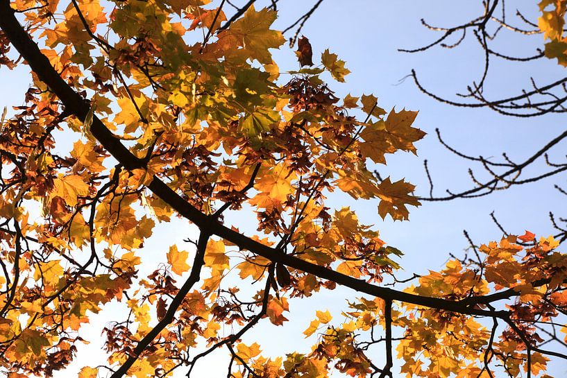 Ahorn von Thomas Jäger