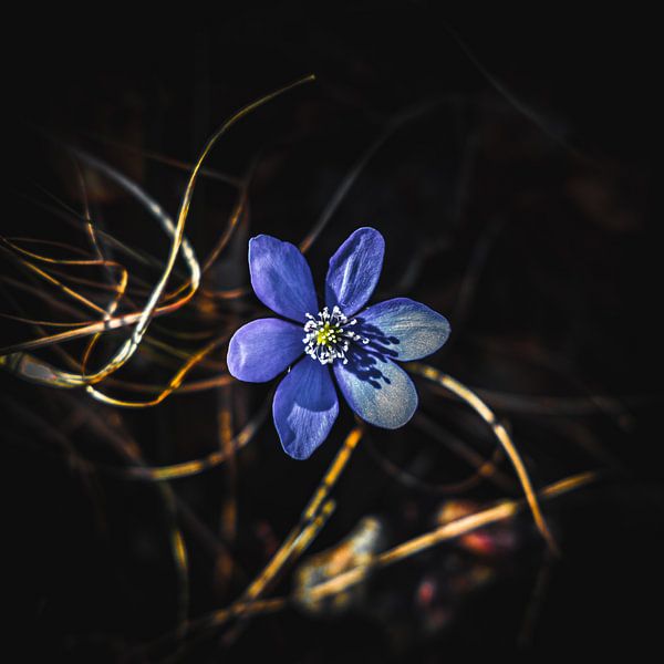 Italien von David Krause