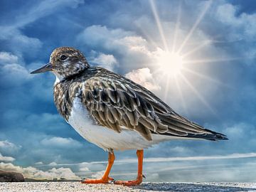 Strandloper op n muurtje in t tegenlicht by Harrie Muis