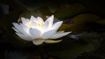 Lichtgevende waterlelie