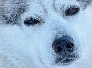 Porträt eines Huskys, Finnland