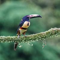 Collared Araçari (CR)