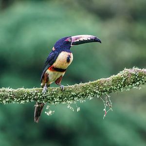 Collared Araçari (CR) van Paul van der Zwan