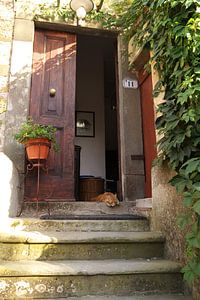 Chat de vacances dans l'entrée d'un agritourisme en Italie près de Pise sur Christa Stroo photography