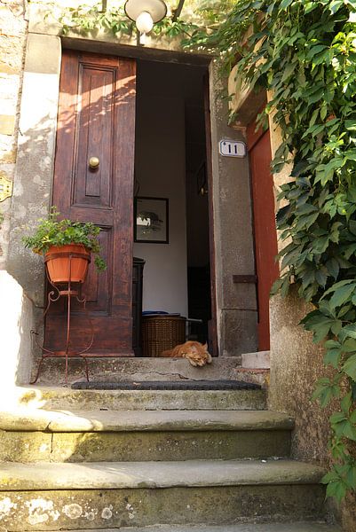 Chat de vacances dans l'entrée d'un agritourisme en Italie près de Pise par Christa Stroo photography