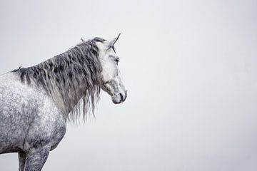Das träumende Pferd von Marieke Urlings Photography