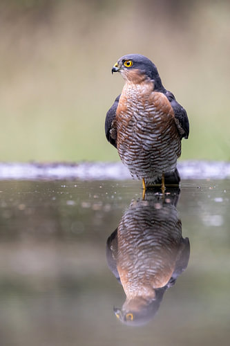 Sperwer neemt een bad