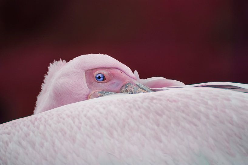 Flamingo mit einem Twist - Fotografie von QEIMOY