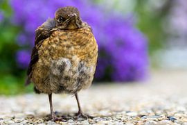 Junge Amsel von René Weijers