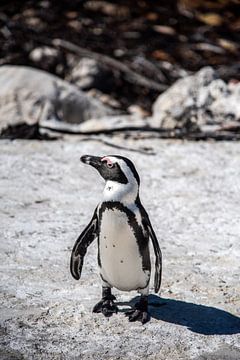Mr Penguin by Frank Bogdanski