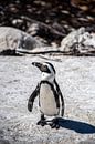 Mr Penguin by Frank Bogdanski thumbnail