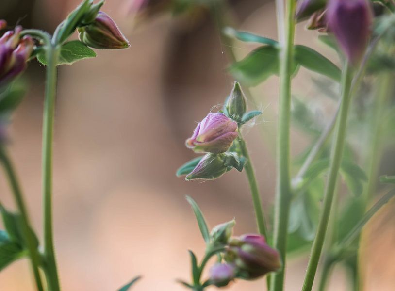 Aquilegia-Knöpfe von Tania Perneel