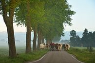Farmer brings cows to land by John Leeninga thumbnail