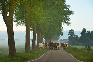 Boer brengt koeien naar het land van John Leeninga