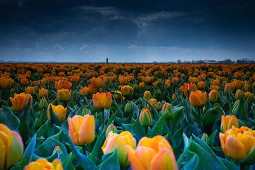 Tulpen tot aan de horizon