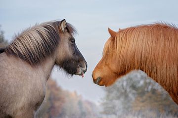 IJslandse Pony's van Carola Meyer