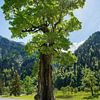 vieil érable géant, Ahornboden, Karwendel montagnes sur SusaZoom
