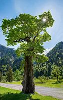 old giant maple tree, Ahornboden, Karwendel mountains