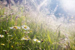 Marguerites sur René Pronk