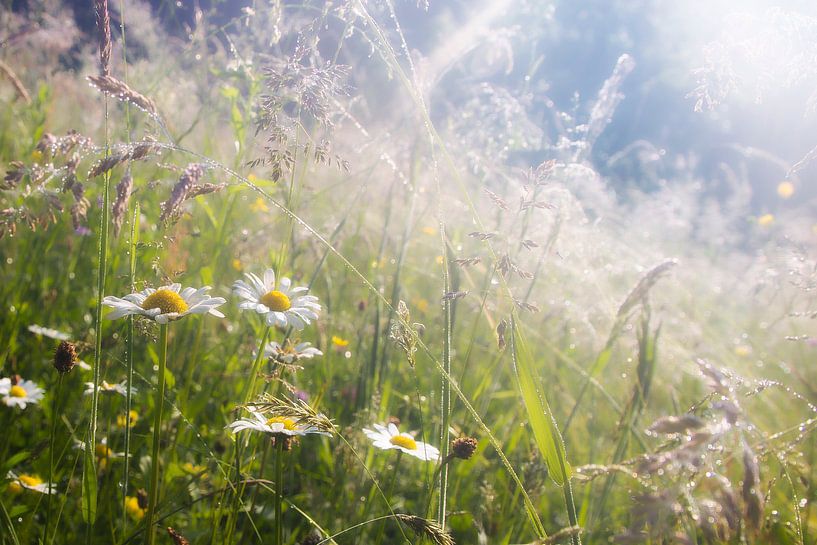 Marguerites par René Pronk