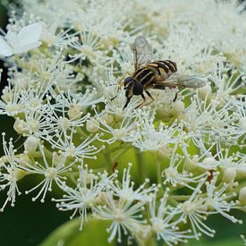 Insect op witte bloemen van Alise Zijlstra