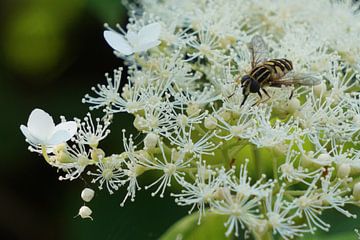 Insect op witte bloemen van Alise Zijlstra