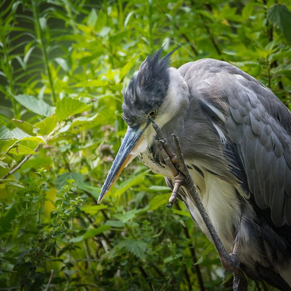 Graureiher van Tobias Luxberg