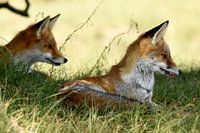 Two foxes...