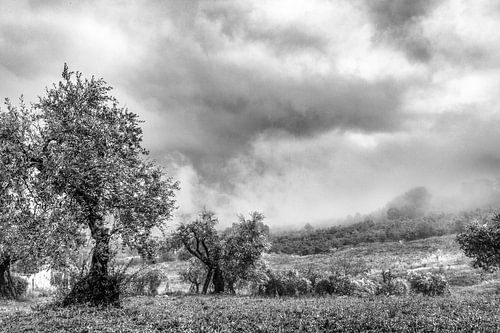 Olijfbomen in Abruzzo